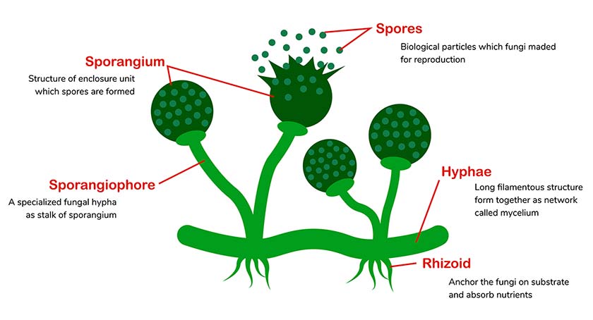 Fungi Structure