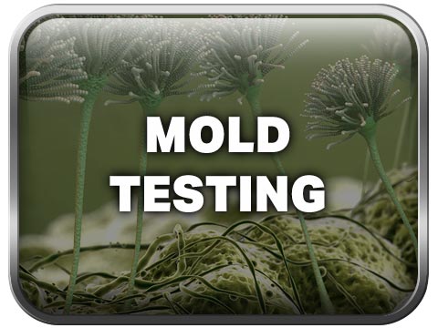 Mold Testing Button